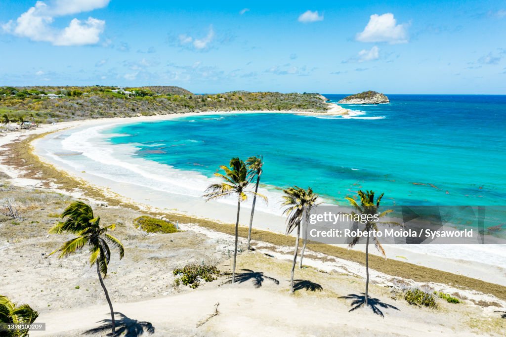 Coconut palm trees on white sand beach, Caribbean