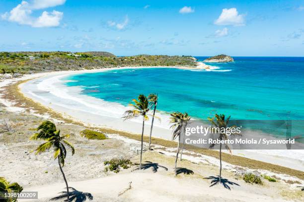 coconut palm trees on white sand beach, caribbean - half moon bay antigua stock pictures, royalty-free photos & images