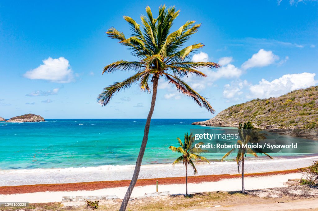 Palm fringed beach, Half Moon Bay, Antigua