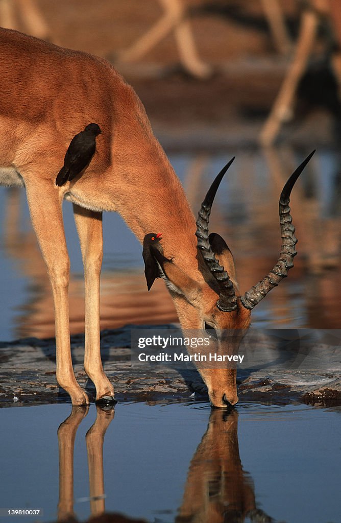 Male impala, Aepyceros melampus, drinking at waterhole with red-billed oxpeckers. Southern & Eastern Africa.