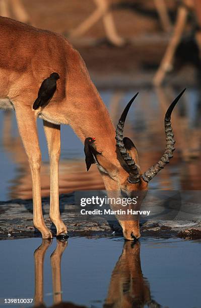 male impala, aepyceros melampus, drinking at waterhole with red-billed oxpeckers. southern & eastern africa. - impala stock pictures, royalty-free photos & images