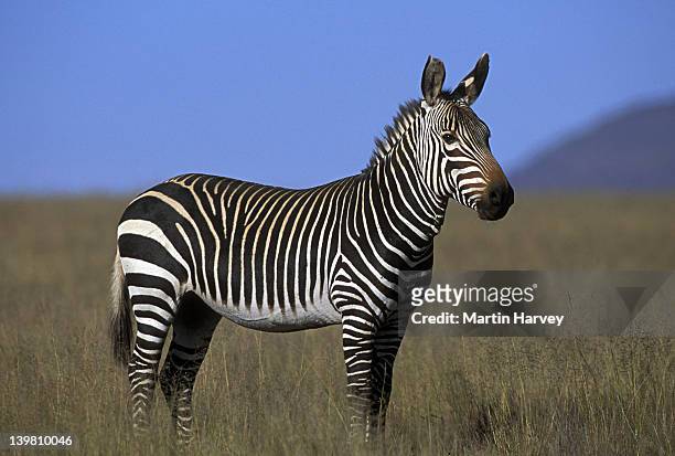 cape mountain zebra. equus zebra zebra. endemic to mountain region of the cape, south africa - cebra de montaña fotografías e imágenes de stock
