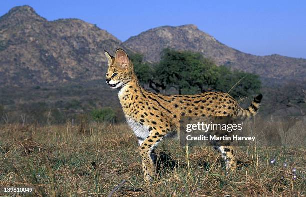 serval: beautiful spotted and barred coat. felis serval. sub-saharan africa, south africa. - serval stock-fotos und bilder