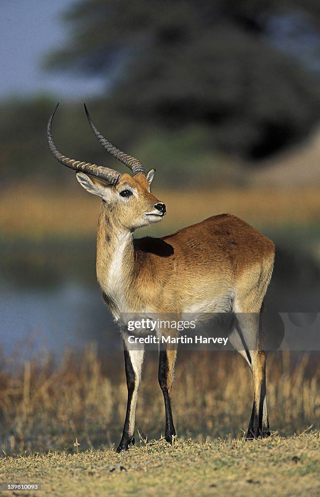 MALE LECHWE, MOREMI GAME RESERVE, BOTSWANA, AFRICA