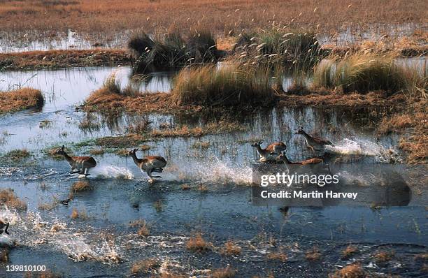 red lechwes, kobus leche, running across flood plains. okovango delta, botswana localised: botswana & zambia. - zambia stockfoto's en -beelden