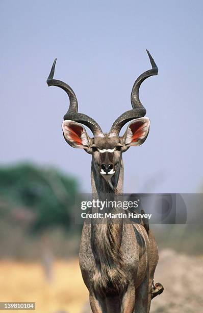 kudu, tragelaphus strepsiceros, with oxpeckers. chobe national park, botswana, southern & eastern africa. - kudu stock-fotos und bilder