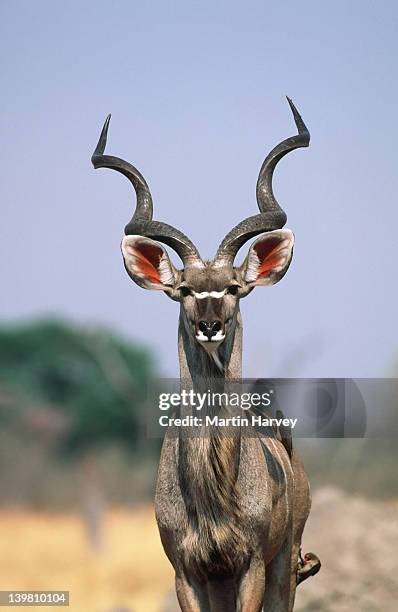 kudu, tragelaphus strepsiceros, with oxpeckers. chobe national park, botswana, southern & eastern africa. - kudu stock pictures, royalty-free photos & images