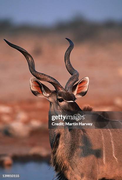 kudu, tragelaphus strepsiceros, males have horns. etosha national park, namibia, southern & eastern africa. - male kudu stock pictures, royalty-free photos & images