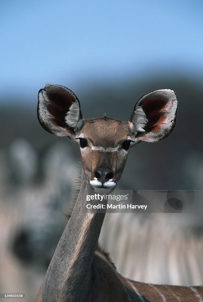 Female kudu, Tragelaphus strepsiceros, Etosha National Park, Namibia, Southern & Eastern Africa.