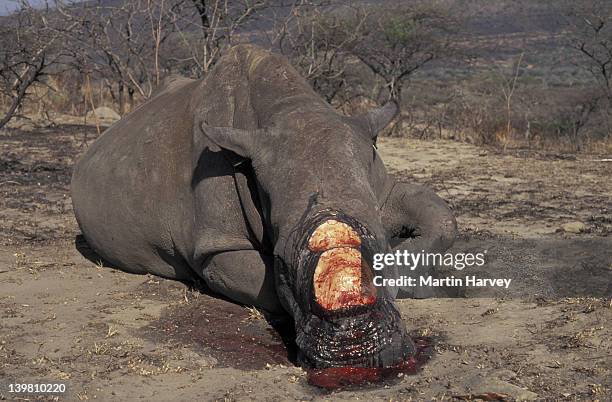 poached rhinoceros. south africa. blood - rhinoceros foto e immagini stock