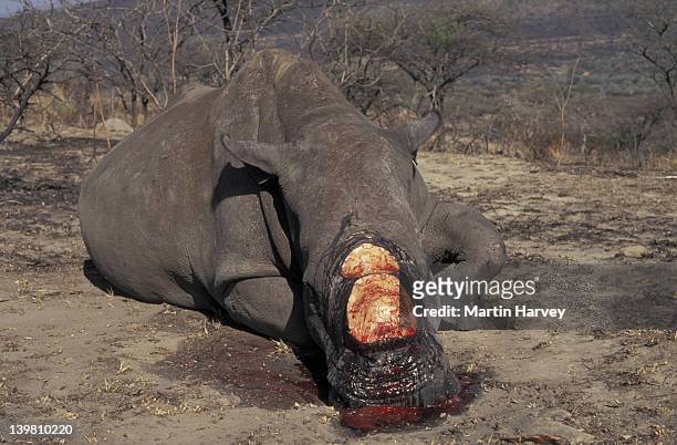 poached rhinoceros. south africa. blood - rhinoceros imagens e fotografias de stock