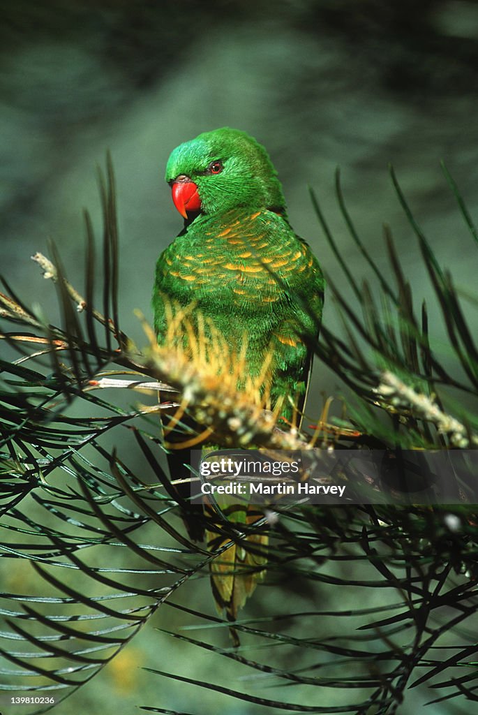 Scaly-breasted Lorikeet, Trichoglossus chlorolepidotus, is the only lorikeet with a plain green head and red bill. Australia.