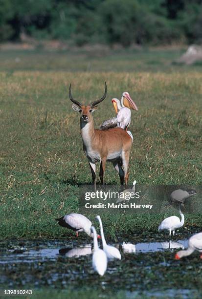 male red lechwe, kobus leche, with waterbirds, okovango delta, botswana localised: botswana & zambia. - grass grazer stock pictures, royalty-free photos & images