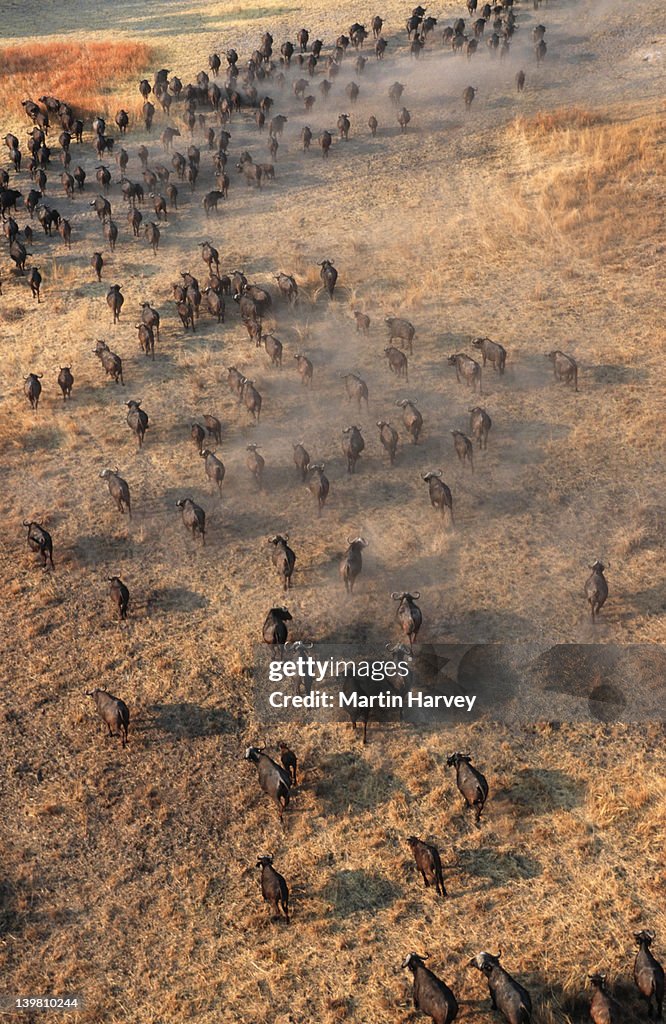 Aerial view of cape buffalo herd, Syncerus caffer, Okovango Delta, Botswana, Sub-Saharan Africa.