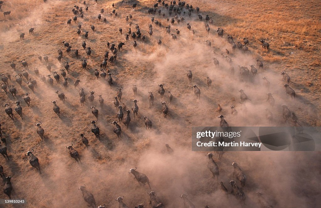 Aerial view of cape buffalo herd, Syncerus caffer, Okovango Delta, Botswana, Sub-Saharan Africa.