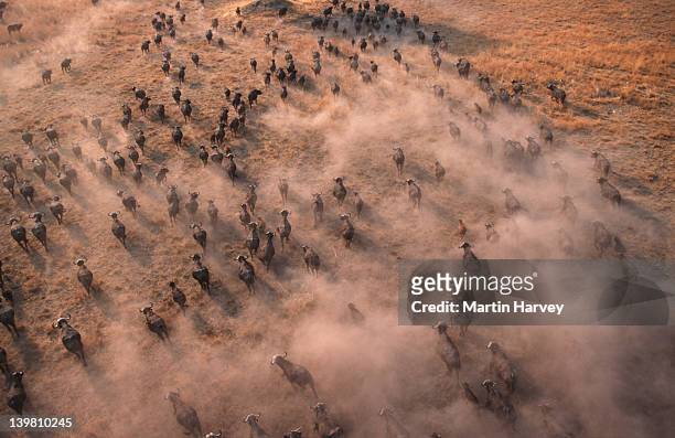 aerial view of cape buffalo herd, syncerus caffer, okovango delta, botswana, sub-saharan africa. - herd stock pictures, royalty-free photos & images