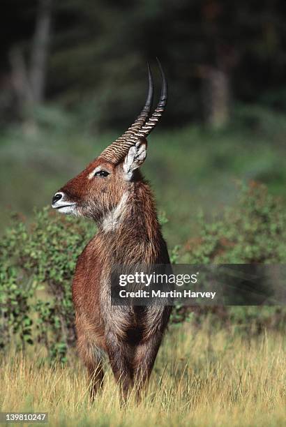 waterbuck, kobus ellipsiprymnus, at lake nakuru, southern & eastern africa. - grass grazer stock pictures, royalty-free photos & images