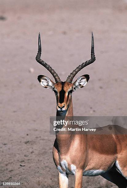 black-faced impala aepyceros melampus petersi etosha n.p., namibia angola & namibia â© m. harvey af_imp_b_007 - impala stockfoto's en -beelden