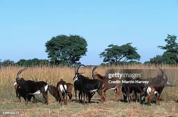 breeding herd of sables, hippotragus niger, southern east africa. - 絶滅危惧種 ストックフォトと画像