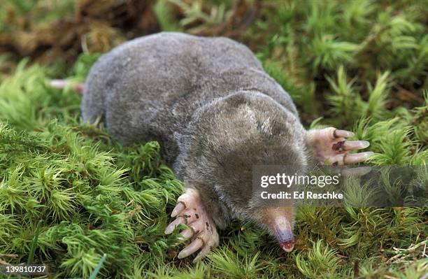 eastern mole. scalopus aquaticus. fossorial mammal. michigan. usa. - maulwurf stock-fotos und bilder