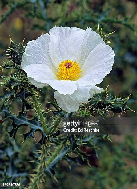 prickly poppy, argemone spp. flowers paper-like and crumpled, many stamens. several species in the west, all similar. all parts of plant poisonous. big bend national park, texas. usa - thorn like stock pictures, royalty-free photos & images