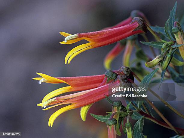 sierra madre lobelia, lobelia laxiflora. great hummingbird flower. arizona. usa - lobelia stock pictures, royalty-free photos & images