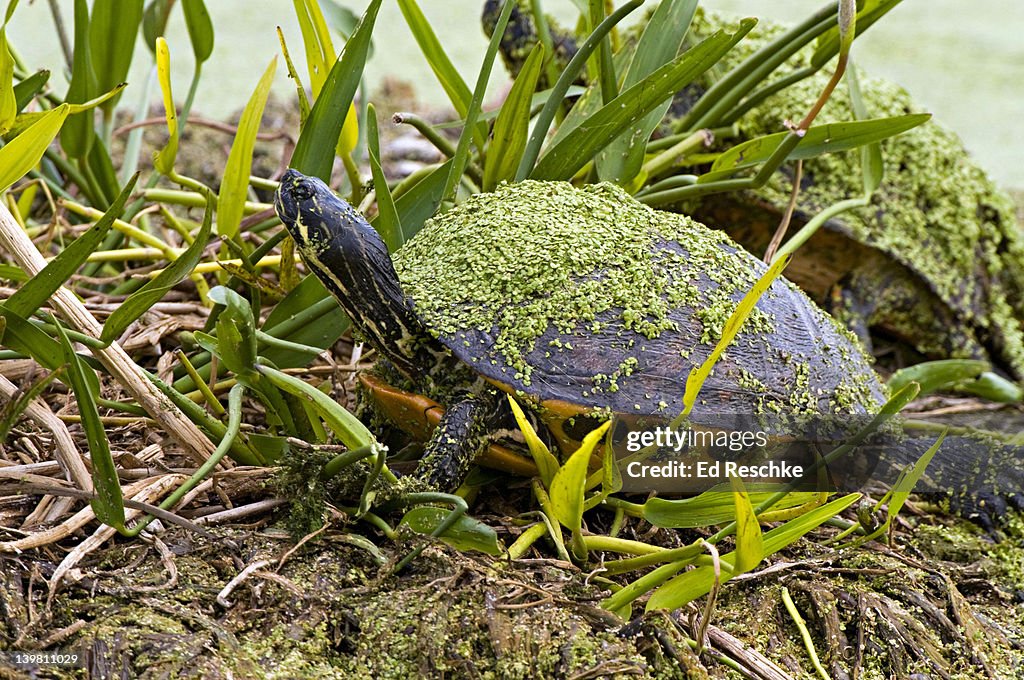Florida Red-bellied Turtle covered with Duck Weed, Pseudemys nelsoni. Streams, ponds, lakes, marshes. Wakadahatchee Wetlands, Delray Beach, Florida.