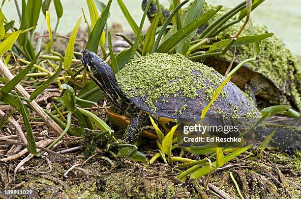 florida red-bellied turtle covered with duck weed, pseudemys nelsoni. streams, ponds, lakes, marshes. wakadahatchee wetlands, delray beach, florida. - florida red bellied cooter stock pictures, royalty-free photos & images