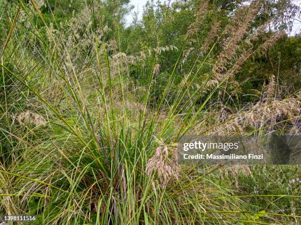 Small Reed Photos and Premium High Res Pictures - Getty Images