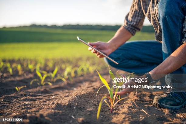 farmer inspecting corn growth quality in agriculture field. - green economy stockfoto's en -beelden