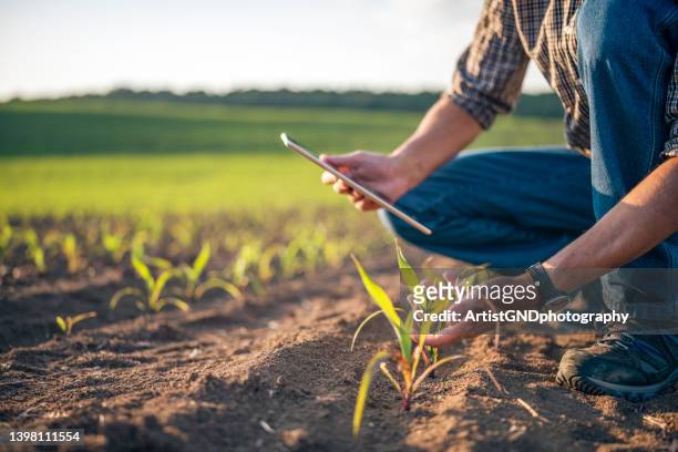 farmer inspecting corn growth quality in agriculture field. - green economy stock pictures, royalty-free photos & images