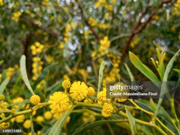 close-up of yellow flowers, golden wreath - wattle acacia saligna - acacia saligna stock pictures, royalty-free photos & images