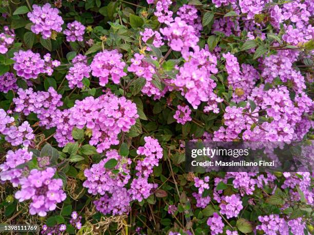 close-up of pink flowers of creeping lantana - lantana montevidensis - lantana stock pictures, royalty-free photos & images