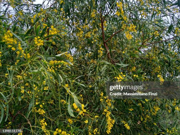 yellow flowers, golden wreath - wattle acacia saligna - acacia saligna stock pictures, royalty-free photos & images