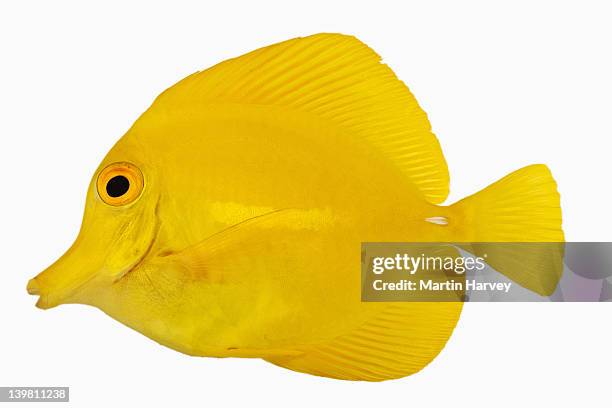 yellow tang fish (zebrasoma flavescens). also known as yellow hawaiian tang, yellow sailfin tang or yellow surgeonfish. herbivorous tropical marine reef fish. dist. central and south pacific. studio shot against white background. - pez tropical fotografías e imágenes de stock