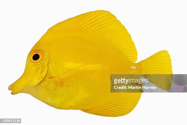yellow tang fish (zebrasoma flavescens). also known as yellow hawaiian tang, yellow sailfin tang or yellow surgeonfish. herbivorous tropical marine reef fish. dist. central and south pacific. studio shot against white background. - pesce chirurgo foto e immagini stock