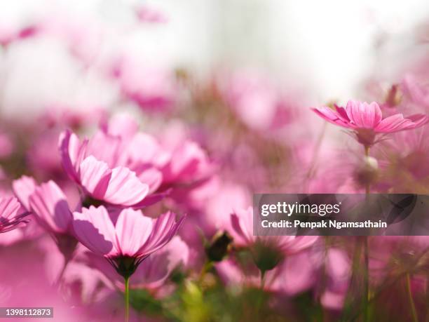 pink color flower, mexican aster flowers are blooming beautifully springtime in the garden, blurred of nature background - estigma imagens e fotografias de stock