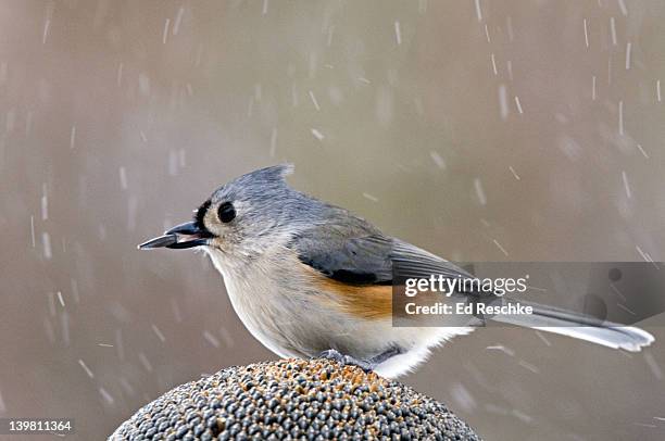 tufted titmouse, parus bicolor, on sunflower head in snow storm, michigan, usa. common in deciduous woodlands, parklands, suburban areas. a familiar visitor to feeders, active and noisy. - 4p4r4j stock pictures, royalty-free photos & images