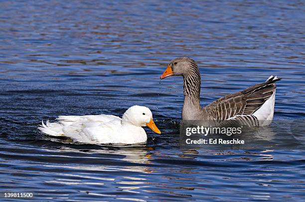 domestic duck, anas platyrhynchos domesticus, with domestic goose, anser 'domesticus'. new mexico, usa - 4p4r4j stock pictures, royalty-free photos & images