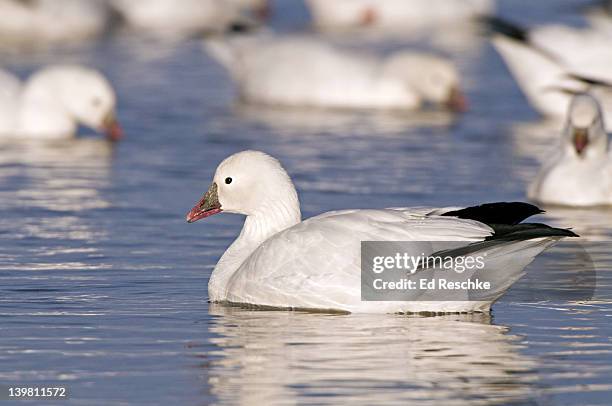 rosss geese, chen rossii, bosque del apache nwr, new mexico, usa. nests in the high arctic tundra. occasionally hybridizes with snow goose. always seen with snow geese. - 4p4r4j stock pictures, royalty-free photos & images