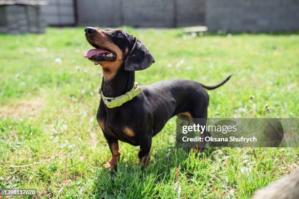 active dushshund puppy play - teckel stock-fotos und bilder