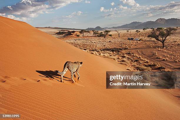 cheetah (acinonyx jubatus) on dune with desert landscape, namibia, southern africa - wildlife photos et images de collection