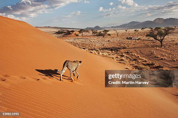 cheetah (acinonyx jubatus) on dune with desert landscape, namibia, southern africa - repubblica della namibia foto e immagini stock