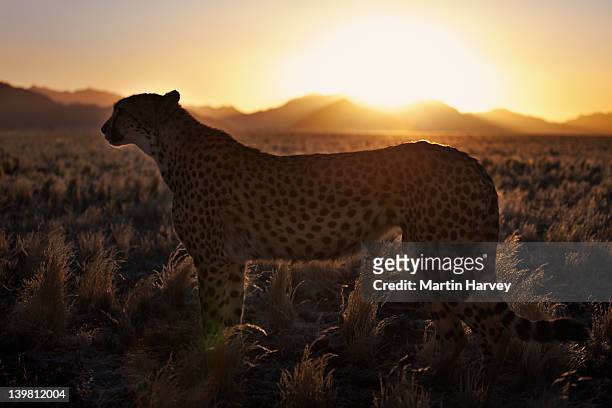 cheetah (acinonyx jubatus) standing in desert habitat during sunset, namibia, southern africa - cheetah namibia stock pictures, royalty-free photos & images