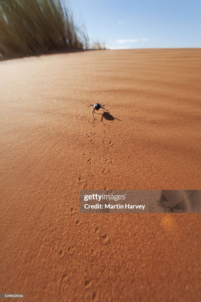 Desert beetle (Family Tenebrionid) in sand dunes NamibRand Nature Reserve, Namibia, southern Africa