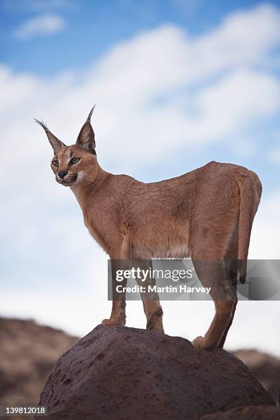 caracal (caracal caracal) namibia, southern africa - caracal stock pictures, royalty-free photos & images