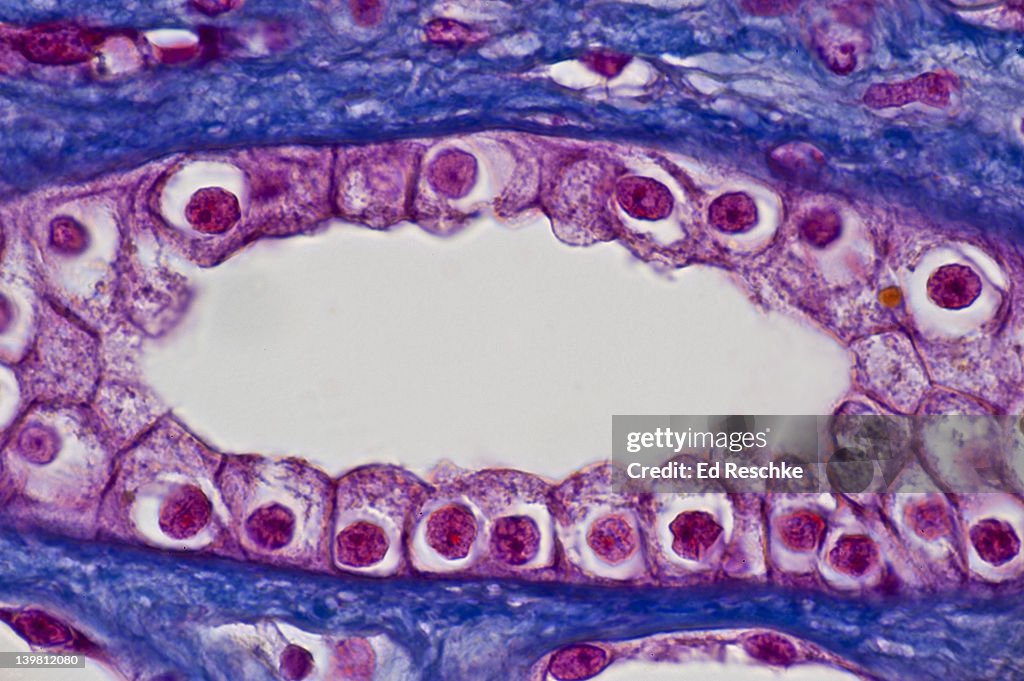Human Simple Cuboidal Epithelium, Single Kidney Tubule (Collecting Duct) in longitudinal section, (Magnification x250) Also shows lumen and surrounding blue connective tissue. Mallory stain.