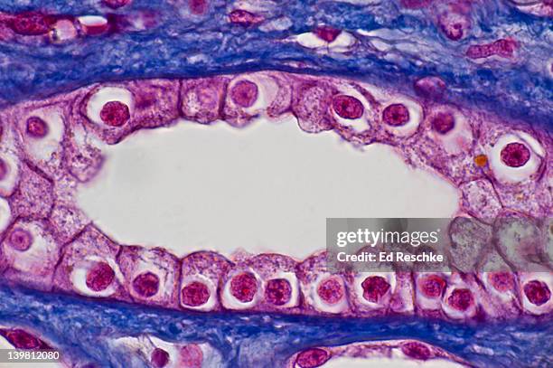 human simple cuboidal epithelium, single kidney tubule (collecting duct) in longitudinal section,  (magnification x250) also shows lumen and surrounding blue connective tissue. mallory stain. - cuboidal epithelium stock pictures, royalty-free photos & images