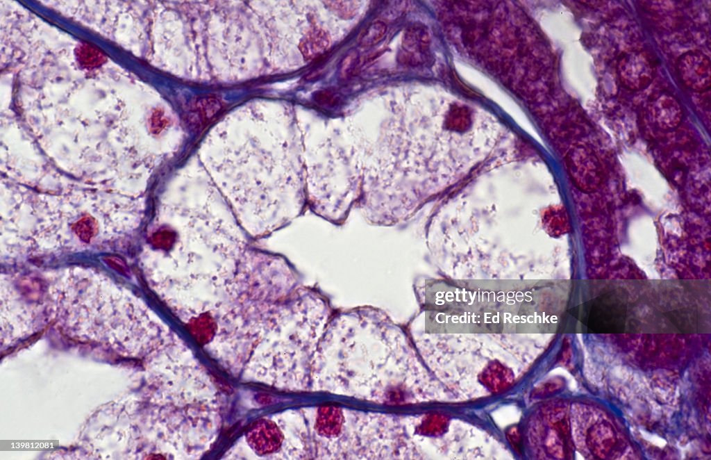 Human Simple Cuboidal Epithelium. Single Kidney Tubule in Cross Section, (Magnification x250) This tubule is part of the nephron. Also shows lumen and blue connective tissue. Mallory stain.