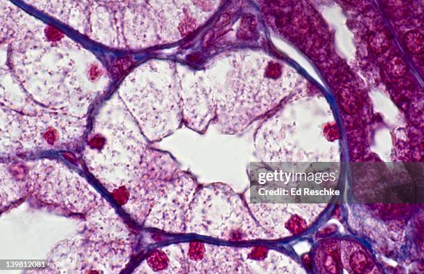 human simple cuboidal epithelium. single kidney tubule in cross section,  (magnification x250) this tubule is part of the nephron. also shows lumen and blue connective tissue. mallory stain. - cuboidal epithelium stock pictures, royalty-free photos & images